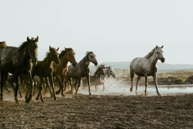 Free Horse Racing Picks: Review, Safety, Bonuses, and What Players Should Know