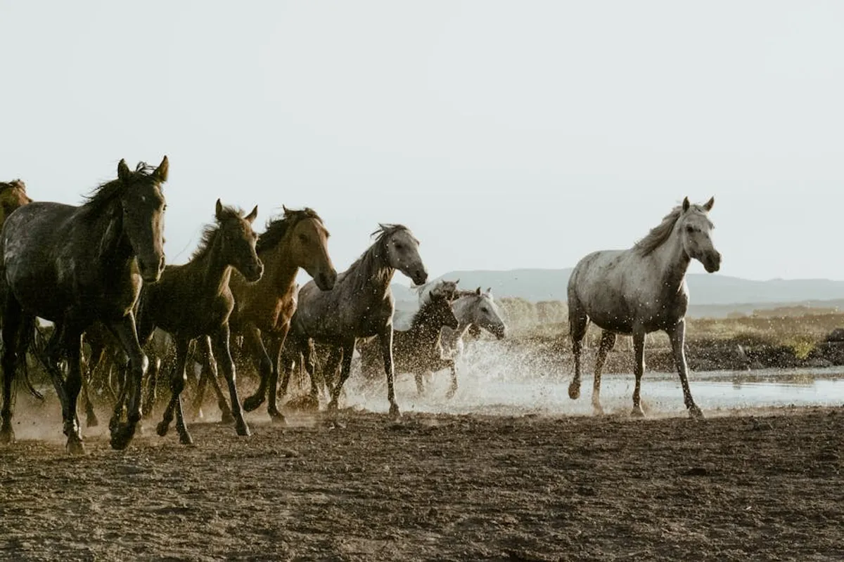 Free Horse Racing Picks: Review, Safety, Bonuses, and What Players Should Know